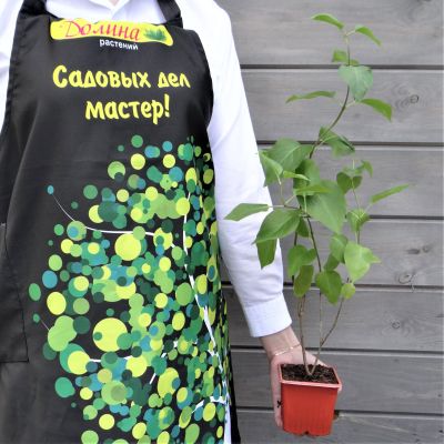 Сирень обыкновенная Аметист Сирень обыкновенная Аметист фото