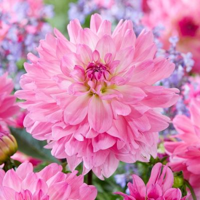 Георгина Гарден Сэнсэйшн - Dolina-Sad.Ru