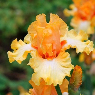 Ирис Орандж Шариот фото