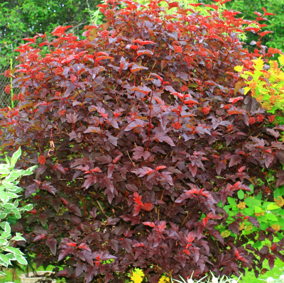 Пузыреплодник калинолистный Ред Барон, С2 Пузыреплодник калинолистный Ред Барон, С2 - Dolina-Sad.Ru