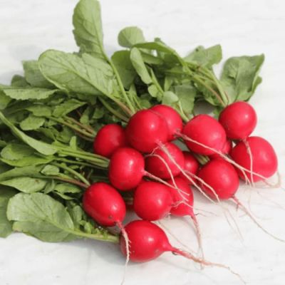 Редис Прометей F1 (А) Редис Прометей F1 (А) фото