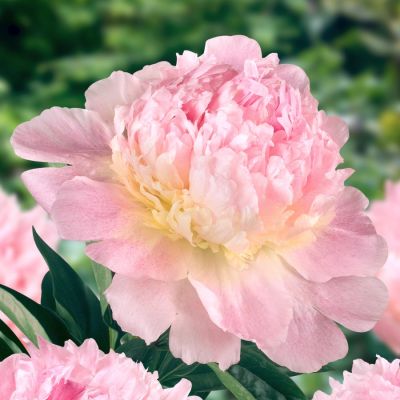 Пион Распберри Сандей - Dolina-Sad.Ru