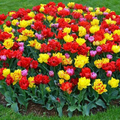 Клумба Махровых Тюльпанов Клумба Махровых Тюльпанов фото