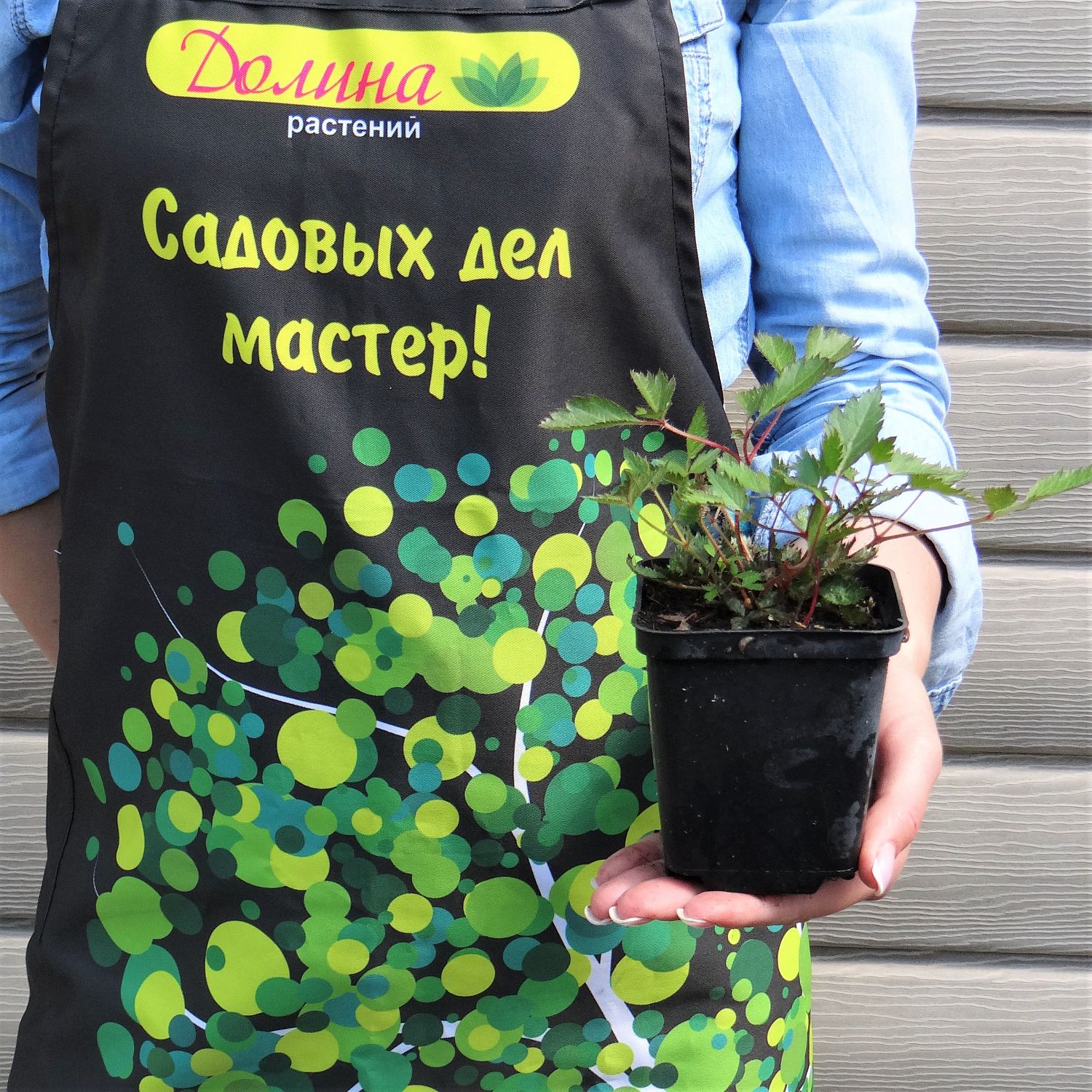 Астильба китайская Вероника Клоз Астильба китайская Вероника Клоз фото