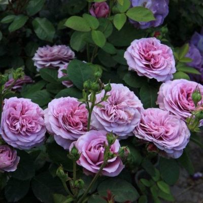 Роза Дойче Велле Роза Дойче Велле - Dolina-Sad.Ru