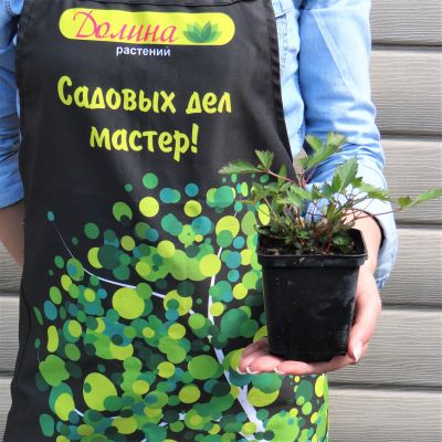 Астильба китайская Вероника Клоз Астильба китайская Вероника Клоз фото