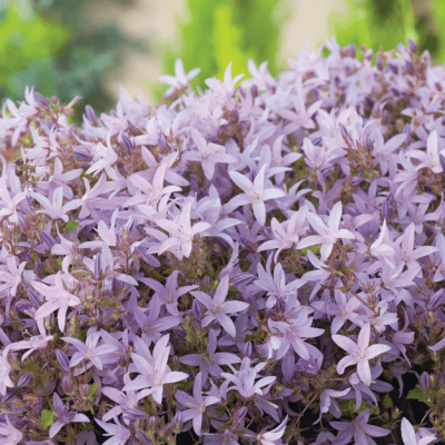 Колокольчик Пожарского Лисдугган Вэрайети , P9 Колокольчик Пожарского Лисдугган Вэрайети , P9 фото