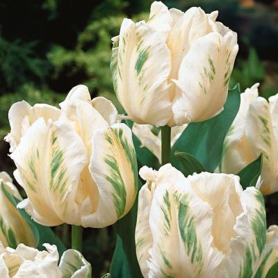 Тюльпан Уайт Пэррот Тюльпан Уайт Пэррот фото