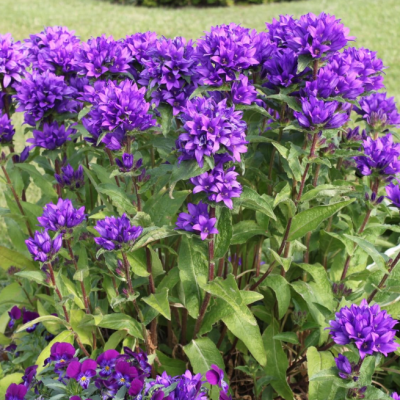 Колокольчик скученный Суперба Колокольчик скученный Суперба фото