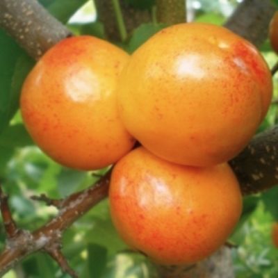 Абрикос Априум Абрикос Априум - Dolina-Sad.Ru