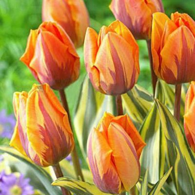 Тюльпан Джолли Принцесс фото