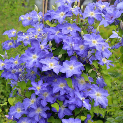 Клематис Блю Пилар, С2 Клематис Блю Пилар, С2 фото