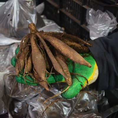 Георгина Априкот Стар Георгина Априкот Стар фото