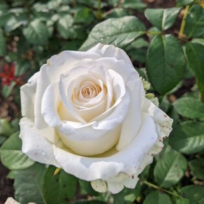 Роза Прауд Роза Прауд - Dolina-Sad.Ru