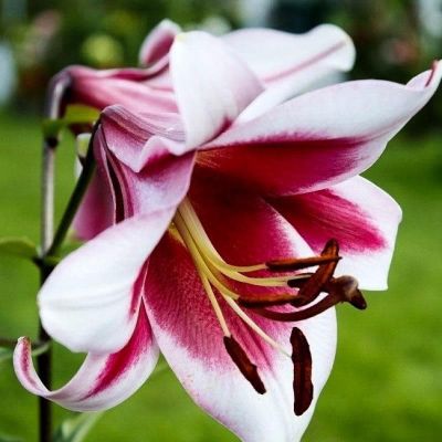 Лилия Фризо Лилия Фризо фото