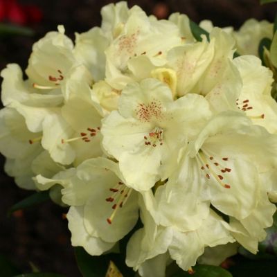 Рододендрон Голдбукетт Рододендрон Голдбукетт фото