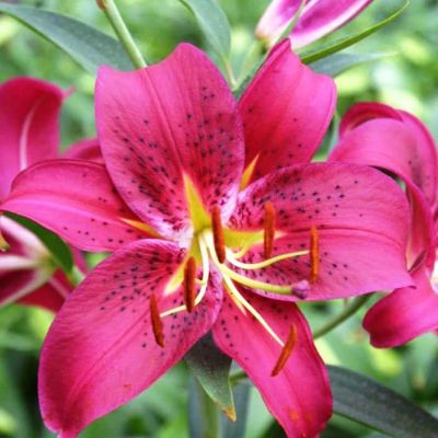 Лилия Монтесума 2 шт Лилия Монтесума 2 шт фото