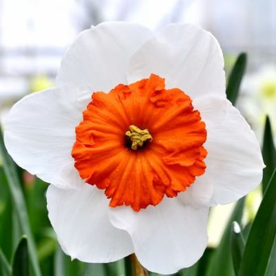 Нарцисс Профессор Эйнштейн Нарцисс Профессор Эйнштейн фото