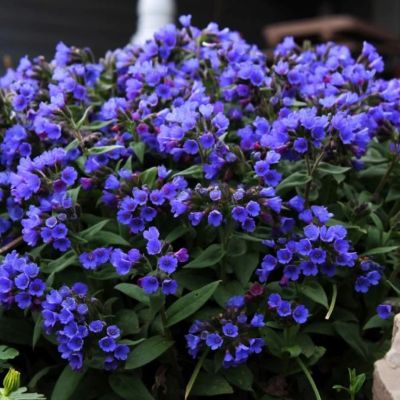 Медуница Блю Энсайн Медуница Блю Энсайн - Dolina-Sad.Ru