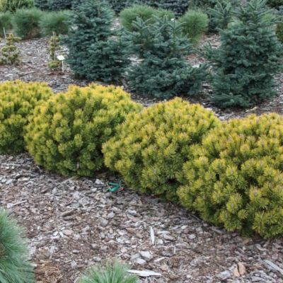 Сосна Горная Офир фото