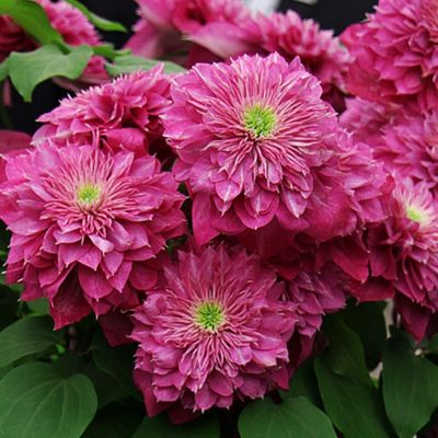 Клематис Кайзер Клематис Кайзер - Dolina-Sad.Ru