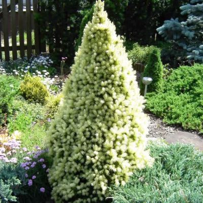 Ель канадская Сан он де Скай, С3 Ель канадская Сан он де Скай, С3 - Dolina-Sad.Ru