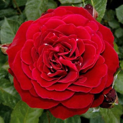 Роза Джаз Роза Джаз фото