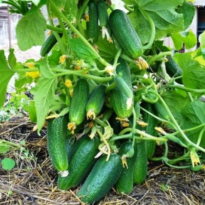 Огурец Кустовой Н12 фото