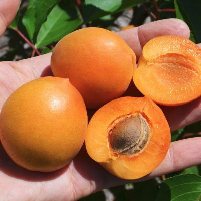 Абрикос Принц Март Абрикос Принц Март - Dolina-Sad.Ru