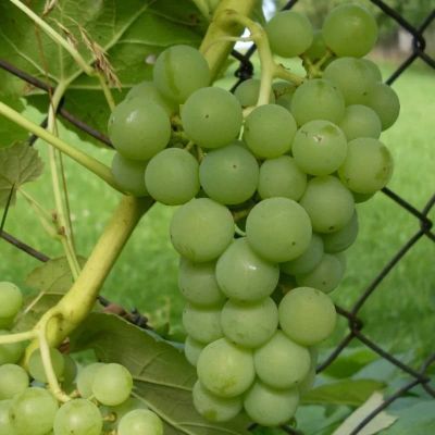 Виноград Вардува Виноград Вардува фото