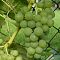 Виноград Вардува Виноград Вардува фото