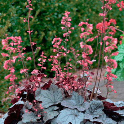 Гейхера Сильвер Гамдроб , С1,5 Гейхера Сильвер Гамдроб , С1,5 фото