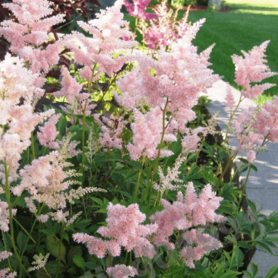 Астильба японская Пич Блоссом Астильба японская Пич Блоссом фото