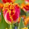 Тюльпан Реал Тайм Тюльпан Реал Тайм фото