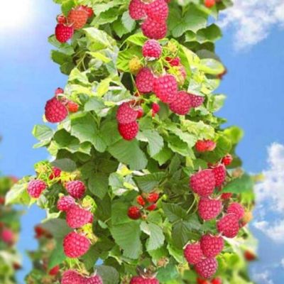 Набор малиновых деревьев - 2 шт. Набор малиновых деревьев - 2 шт. фото