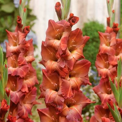 Гладиолус Могикан - Dolina-Sad.Ru