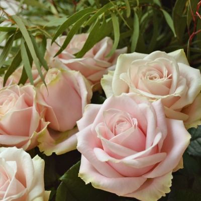 Роза Свит Аваланш в горшке - Dolina-Sad.Ru