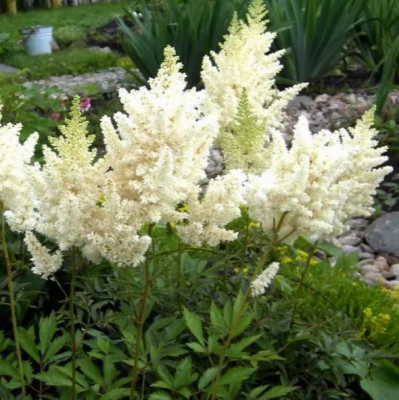 Астильба Юник Уайт Астильба Юник Уайт фото