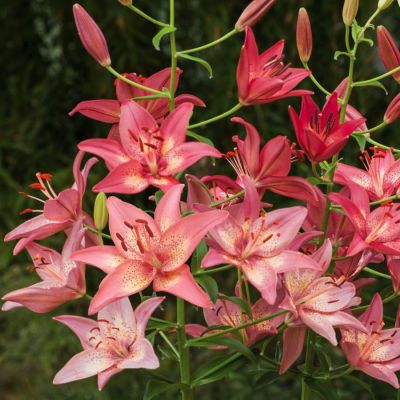 Лилия Трогон Лилия Трогон - Dolina-Sad.Ru