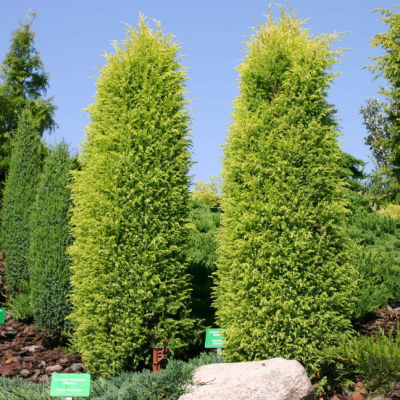 Можжевельник обыкновенный Голд Кон, С3 - Dolina-Sad.Ru