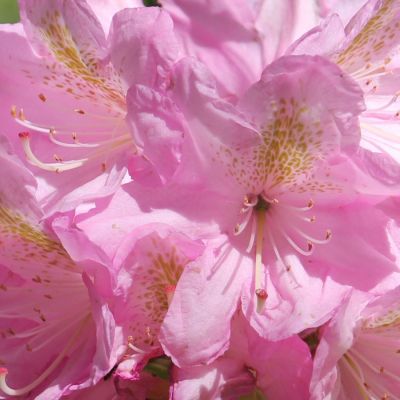 Рододендрон Сцинтиллейшн Рододендрон Сцинтиллейшн - Dolina-Sad.Ru