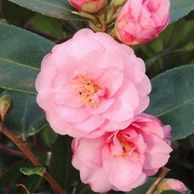 Камелия японская Спринг Фестиваль Камелия японская Спринг Фестиваль - Dolina-Sad.Ru