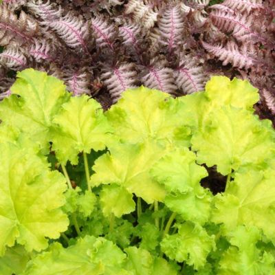 Гейхера Лайм Рики Гейхера Лайм Рики - Dolina-Sad.Ru