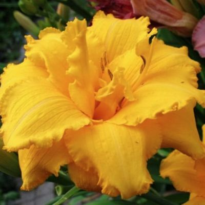 Лилейник Кондилла - Dolina-Sad.Ru