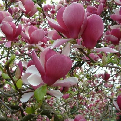 Магнолия Рустика Рубра Магнолия Рустика Рубра фото