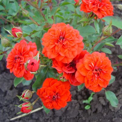 Роза Оранж Мини Роза Оранж Мини фото