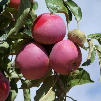 Яблоня Имант/Зимняя Яблоня Имант/Зимняя фото