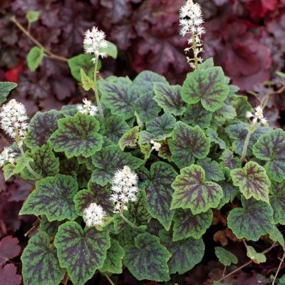 Гейхера Аппалачиан Трейл Гейхера Аппалачиан Трейл - Dolina-Sad.Ru