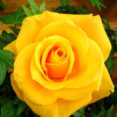 Роза Голд Роза Голд - Dolina-Sad.Ru