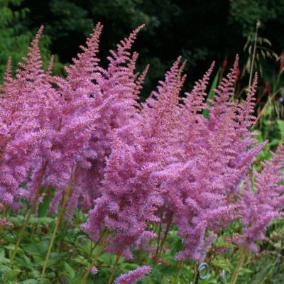 Астильба китайская Хат энд Соул Астильба китайская Хат энд Соул - Dolina-Sad.Ru